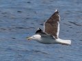 Great Black-backed Gull - JUNE 6 2022 - Murray Hole and Kettle - Boothbay Harbor Pelagic Trip - Sagadahoc County - Maine