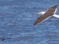 Great Black-backed Gull with Wilson's Storm Petrel - JUNE 6 2022 - Murray Hole and Kettle - Boothbay Harbor Pelagic Trip - Sagadahoc County - Maine