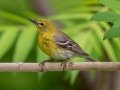 Pine Warbler - JUNE 4 2022 - Messalonskee Lake Boat Ramp - Kennebec County - Maine