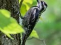 Yellow-bellied Sapsucker - JUNE 12 2022 - Orono Bog Walk - Penobscot County - Maine