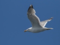 Herring Gull - JUNE 6 2022 - Eastern Egg Rock - Boothbay Harbor Pelagic Trip - Knox County - Maine