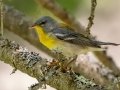 Northern Parula - JUNE 12 2022 - Orono Bog Walk - Penobscot County - Maine