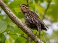 Red-winged Blackbird (female) - JUNE 4 2022 - Messalonskee Lake Boat Ramp - Kennebec County - Maine