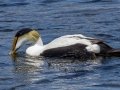 Common Eider (Dresser's) - JUNE 15 2022 - Monhegan Island - Lincoln County - Maine