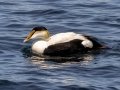 Common Eider (Dresser's) - JUNE 15 2022 - Monhegan Island - Lincoln County - Maine