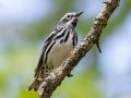 Black-and-white Warbler - JUNE 12 2022 - Orono Bog Walk - Penobscot County - Maine