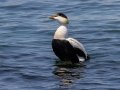 Common Eider (Dresser's) - JUNE 15 2022 - Monhegan Island - Lincoln County - Maine