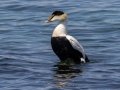 Common Eider (Dresser's) - JUNE 15 2022 - Monhegan Island - Lincoln County - Maine