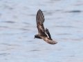 Wilson's Storm-Petrel- JUNE 6 2022 - Murray Hole and Kettle - Boothbay Harbor Pelagic Trip - Sagadahoc County - Maine