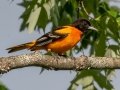 Baltimore Oriole - JUNE 1 2022 - Brownfield Bog WMA - Oxford County - Maine