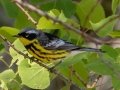 Magnolia Warbler - JUNE 10 2022 - Turkey Lane - Ellsworth US-ME - Hancock County - Maine
