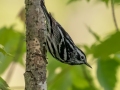 Black-and-white Warbler - JUNE 1 2022 - Brownfield Bog WMA - Oxford County - Maine