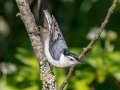 White-breasted Nuthatch - JUNE 5 2022 - Viles Arboretum - Kennebec County - Maine