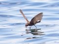 Wilson's Storm-Petrel- JUNE 6 2022 - Murray Hole and Kettle - Boothbay Harbor Pelagic Trip - Sagadahoc County - Maine