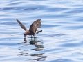 Wilson's Storm-Petrel- JUNE 6 2022 - Murray Hole and Kettle - Boothbay Harbor Pelagic Trip - Sagadahoc County - Maine