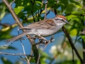 Chipping Sparrow - JUNE 5 2022 - Viles Arboretum - Kennebec County - Maine