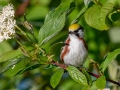 Chestnut-sided Warbler - JUNE 5 2022 - Viles Arboretum - Kennebec County - Maine