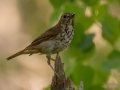 Hermit Thrush - JUNE 10 2022 - Turkey Lane - Ellsworth US-ME - Hancock County - Maine