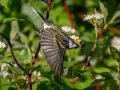 Chestnut-sided Warbler - JUNE 5 2022 - Viles Arboretum - Kennebec County - Maine