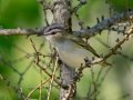 Red-Eyed Vireo - JUNE 10 2022 - Turkey Lane - Ellsworth US-ME - Hancock County - Maine