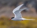 Arctic Tern (in rainstorm) - JUNE 18 2022 - Seal Island NWR  - Knox County - Maine
