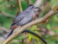 Gray Catbird - JUNE 5 2022 - Viles Arboretum - Kennebec County - Maine