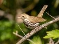Ovenbird - JUNE 10 2022 - 04605 -Waltham US-ME - Hancock County - Maine