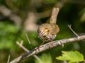 Ovenbird - JUNE 10 2022 - 04605 -Waltham US-ME - Hancock County - Maine