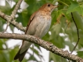 Veery - JUNE 1 2022 - Brownfield Bog WMA - Oxford County - Maine