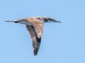 Northern Gannet - JUNE 6 2022 - Eastern Egg Rock - Boothbay Harbor Pelagic Trip - Knox County - Maine