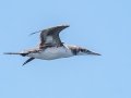 Northern Gannet - JUNE 6 2022 - Eastern Egg Rock - Boothbay Harbor Pelagic Trip - Knox County - Maine
