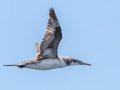 Northern Gannet - JUNE 6 2022 - Eastern Egg Rock - Boothbay Harbor Pelagic Trip - Knox County - Maine