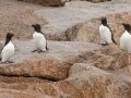 Razorbills - JUNE 18 2022 - Seal Island NWR  - Knox County - Maine