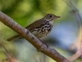 Ovenbird - JUNE 10 2022 - 04605 -Waltham US-ME - Hancock County - Maine