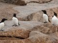 Razorbills - JUNE 18 2022 - Seal Island NWR  - Knox County - Maine