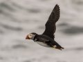Atlantic Puffin - JUNE 18 2022 - Seal Island NWR  - Knox County - Maine