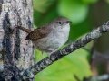House Wren - JUNE 5 2022 - Viles Arboretum - Kennebec County - Maine
