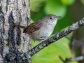House Wren - JUNE 5 2022 - Viles Arboretum - Kennebec County - Maine