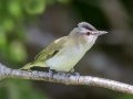 Red-eyed Vireo - JUNE 10 2022 - 04605 -Waltham US-ME - Hancock County - Maine