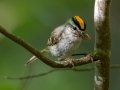 Golden-crowned Kinglet - JUNE 7 2022 - Acadia NP - Witch Hole Pond Carriage Path Loop - Hancock County - Maine
