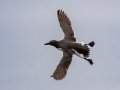 Common Murre - JUNE 18 2022 - Seal Island NWR  - Knox County - Maine