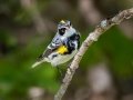 Yellow-rumped Warbler (Myrtle) - JUNE 7 2022 - Acadia NP - Witch Hole Pond Carriage Path Loop - Hancock County - Maine