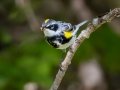 Yellow-rumped Warbler (Myrtle) - JUNE 7 2022 - Acadia NP - Witch Hole Pond Carriage Path Loop - Hancock County - Maine