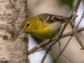 Yellow-throated Vireo - JUNE 1 2022 - Brownfield Bog WMA - Oxford County - Maine
