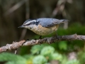 Red-breasted Nuthatch - JUNE 7 2022 - Acadia NP - Witch Hole Pond Carriage Path Loop - Hancock County - Maine