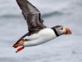 Atlantic Puffin - JUNE 18 2022 - Seal Island NWR  - Knox County - Maine