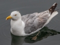 Herring Gull - JUNE 13 2022 - Lubac Flats - Inn at the Wharf - Washington County - Maine