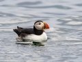 Atlantic Puffin - JUNE 18 2022 - Seal Island NWR  - Knox County - Maine