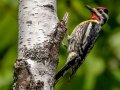 Yellow-bellied Sapsucker - JUNE 10 2022 - 04605 -Waltham US-ME - Hancock County - Maine