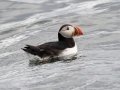 Atlantic Puffin - JUNE 18 2022 - Seal Island NWR  - Knox County - Maine